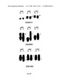 NOVEL GENE ENCODING A DNA REPAIR ENZYME AND METHODS OF USE THEREOF diagram and image