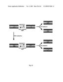 NOVEL GENE ENCODING A DNA REPAIR ENZYME AND METHODS OF USE THEREOF diagram and image