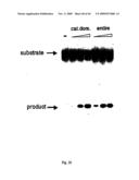 NOVEL GENE ENCODING A DNA REPAIR ENZYME AND METHODS OF USE THEREOF diagram and image