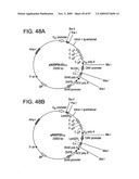 Human IgM antibodies, and diagnostic and therapeutic uses thereof particularly in the central nervous system diagram and image