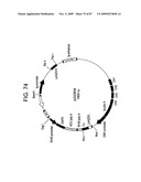 Human IgM antibodies, and diagnostic and therapeutic uses thereof particularly in the central nervous system diagram and image