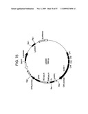 Human IgM antibodies, and diagnostic and therapeutic uses thereof particularly in the central nervous system diagram and image