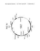 Human IgM antibodies, and diagnostic and therapeutic uses thereof particularly in the central nervous system diagram and image