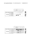 Anti-IL-12 Antibodies, Nucleic Acids Encoding Antibodies, and Methods of Production diagram and image