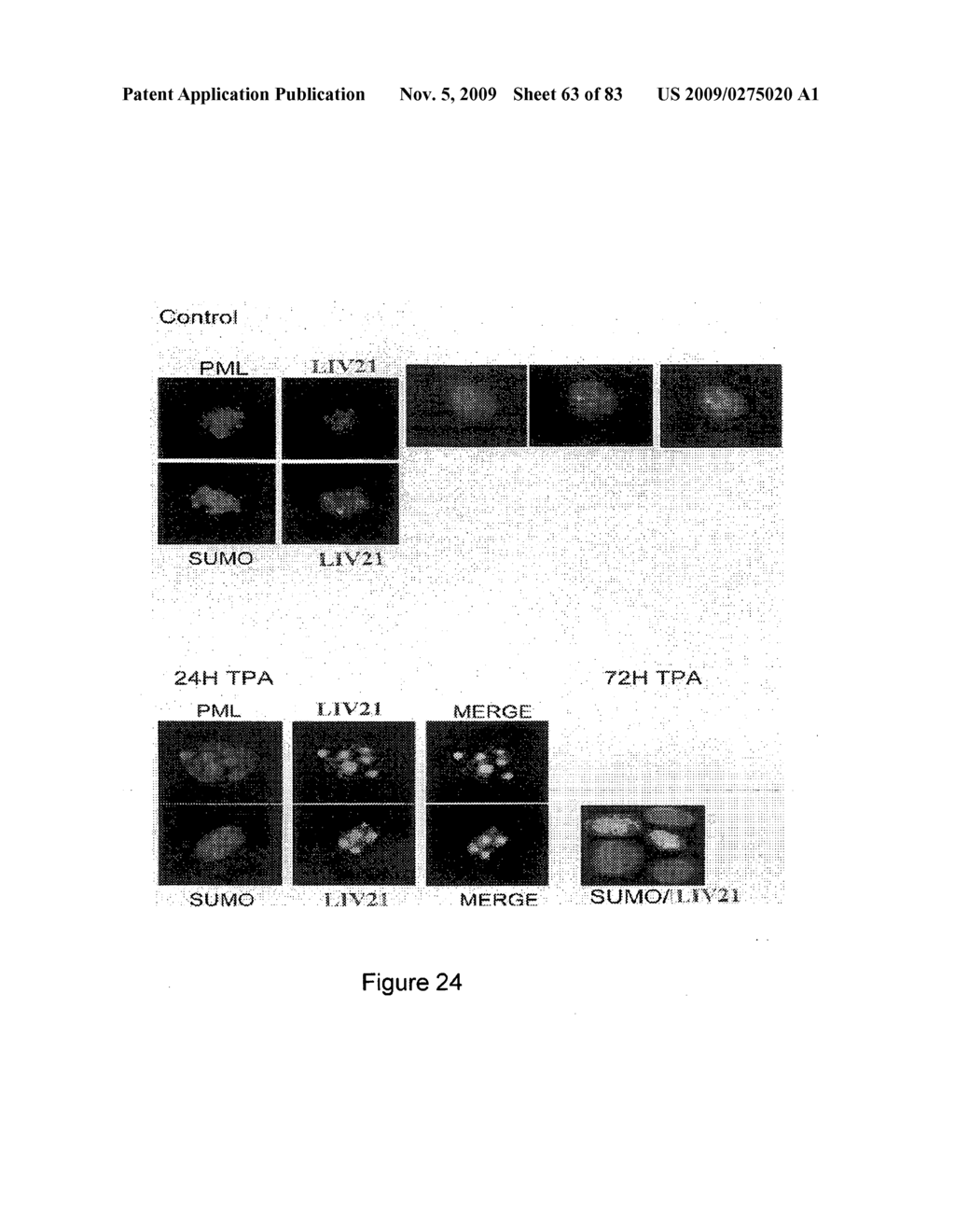 Traceability of Cellular Cycle Anomalies Targeting Oncology and Neurodegeneration - diagram, schematic, and image 64