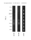 Mast Cell-Derived Membrane Proteins diagram and image