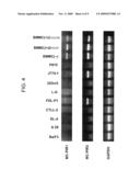 Mast Cell-Derived Membrane Proteins diagram and image