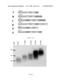 LONG-ACTING EPO POLYPEPTIDES AND DERIVATIVES THEREOF AND METHODS THEREOF diagram and image