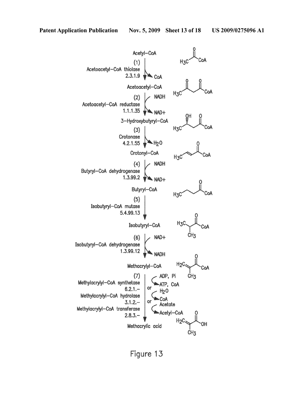 MICROORGANISMS FOR THE PRODUCTION OF METHACRYLIC ACID - diagram, schematic, and image 14