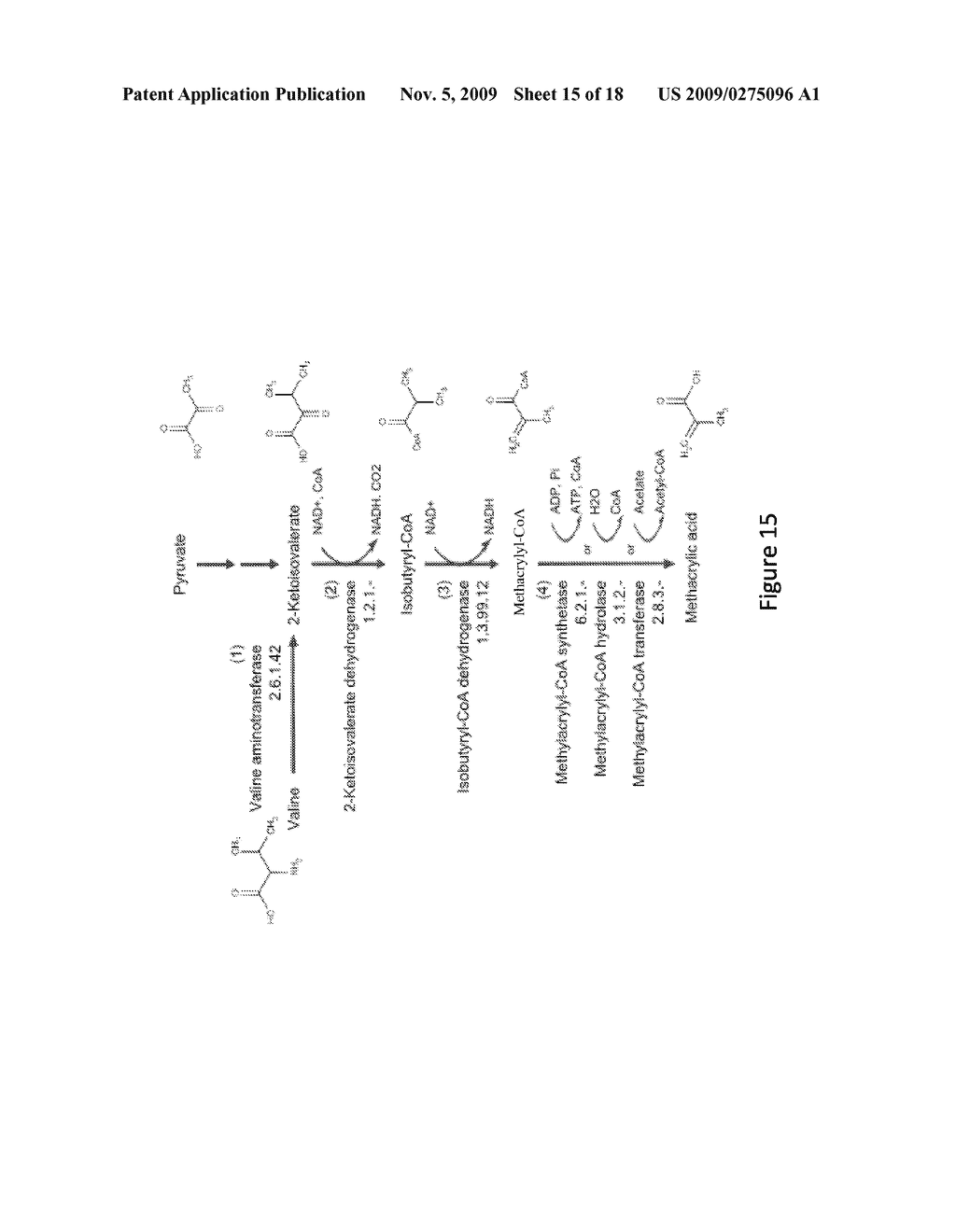 MICROORGANISMS FOR THE PRODUCTION OF METHACRYLIC ACID - diagram, schematic, and image 16