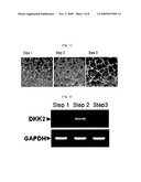 METHOD FOR STIMULATING ANGIOGENESIS USING DKK2 AND COMPOSITION COMPRISING THE SAME diagram and image