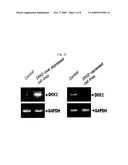 METHOD FOR STIMULATING ANGIOGENESIS USING DKK2 AND COMPOSITION COMPRISING THE SAME diagram and image