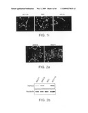 Novel Tumour Suppressor diagram and image