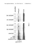 RNAi-Mediated Inhibition of RHO Kinase for Treatment of Ocular Disorders diagram and image