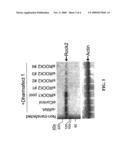 RNAi-Mediated Inhibition of RHO Kinase for Treatment of Ocular Disorders diagram and image