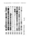 Use of A33 antigens and jam-it diagram and image