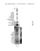 Use of A33 antigens and jam-it diagram and image