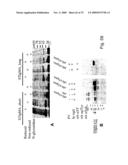 Use of A33 antigens and jam-it diagram and image