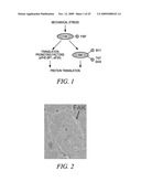 REGULATION OF MUSCLE REPAIR diagram and image