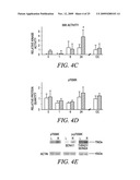 REGULATION OF MUSCLE REPAIR diagram and image