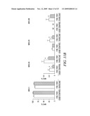 REGULATION OF MUSCLE REPAIR diagram and image