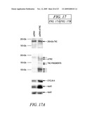 REGULATION OF MUSCLE REPAIR diagram and image