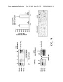 REGULATION OF MUSCLE REPAIR diagram and image