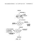 REGULATION OF MUSCLE REPAIR diagram and image