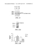 REGULATION OF MUSCLE REPAIR diagram and image