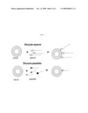 Methods, Compositions, and Sequences of ZP-Binding Peptides for Immunocontraception of Dogs and Other Animals diagram and image