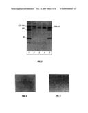 High-Efficiency Fusogenic Vesicles, Methods of Producing Them, and Pharmaceutical Compositions Containing Them diagram and image