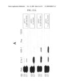 Inhibition of membrane fusion proteins diagram and image