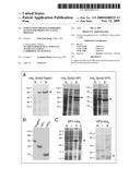 SUMO Fusion Protein Expression System for Producing Native Proteins diagram and image