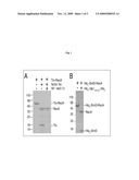 SUMO Fusion Protein Expression System for Producing Native Proteins diagram and image