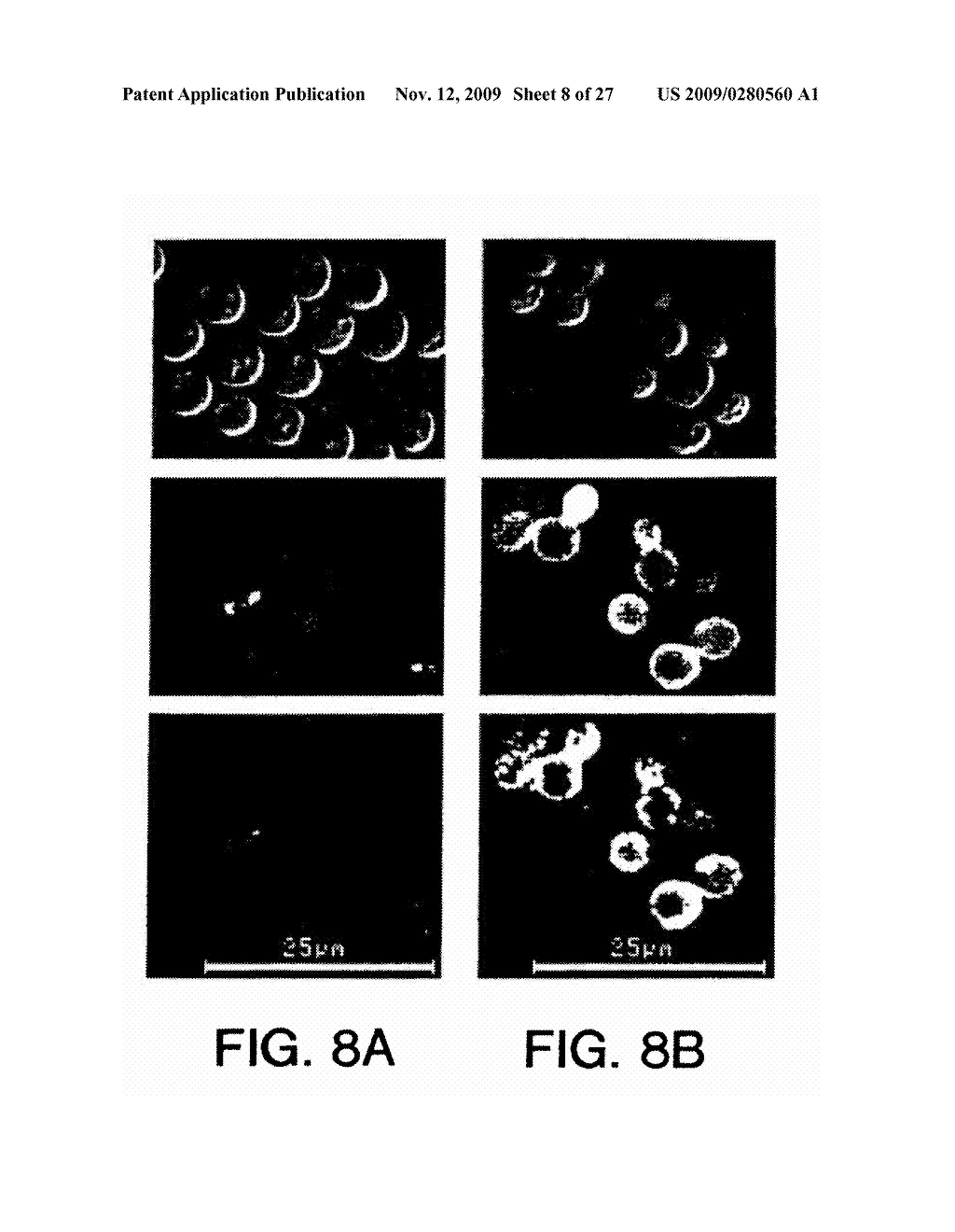 Yeast cell surface display of proteins and uses thereof - diagram, schematic, and image 09