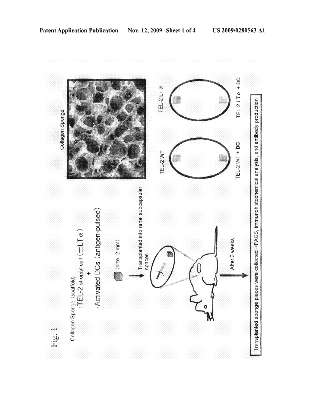 METHOD FOR PRODUCTION OF ANTIGEN-SPECIFIC HYBRIDOMA USING ARTIFICIAL LYMPH NODE WITH GOOD EFFICIENCY - diagram, schematic, and image 02