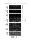 Epitope-Captured Antibody Display diagram and image