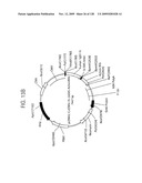 OSK1 peptide analogs and pharmaceutical compositions diagram and image