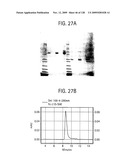 OSK1 peptide analogs and pharmaceutical compositions diagram and image