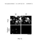 Method of Reducing Injury to Mammalian Cells diagram and image