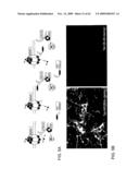 Method of Reducing Injury to Mammalian Cells diagram and image