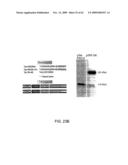 Method of Reducing Injury to Mammalian Cells diagram and image