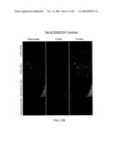 Method of Reducing Injury to Mammalian Cells diagram and image