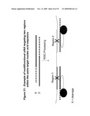 RNA INTERFERENCE MEDIATED INHIBITION OF RESPIRATORY SYNCYTIAL VIRUS (RSV) EXPRESSION USING SHORT INTERFERING NUCLEIC ACID (siNA) diagram and image