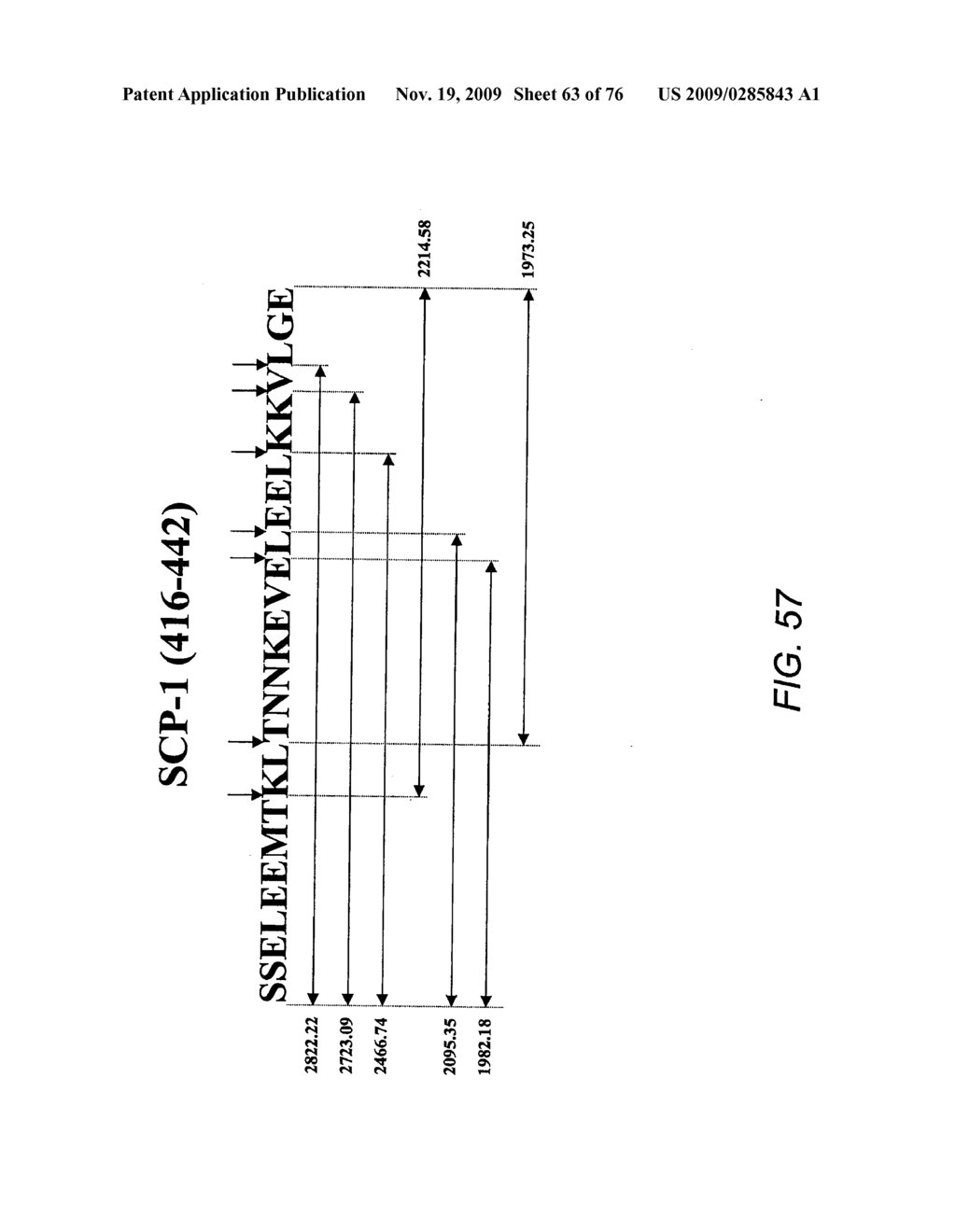 EPITOPE SEQUENCES - diagram, schematic, and image 64