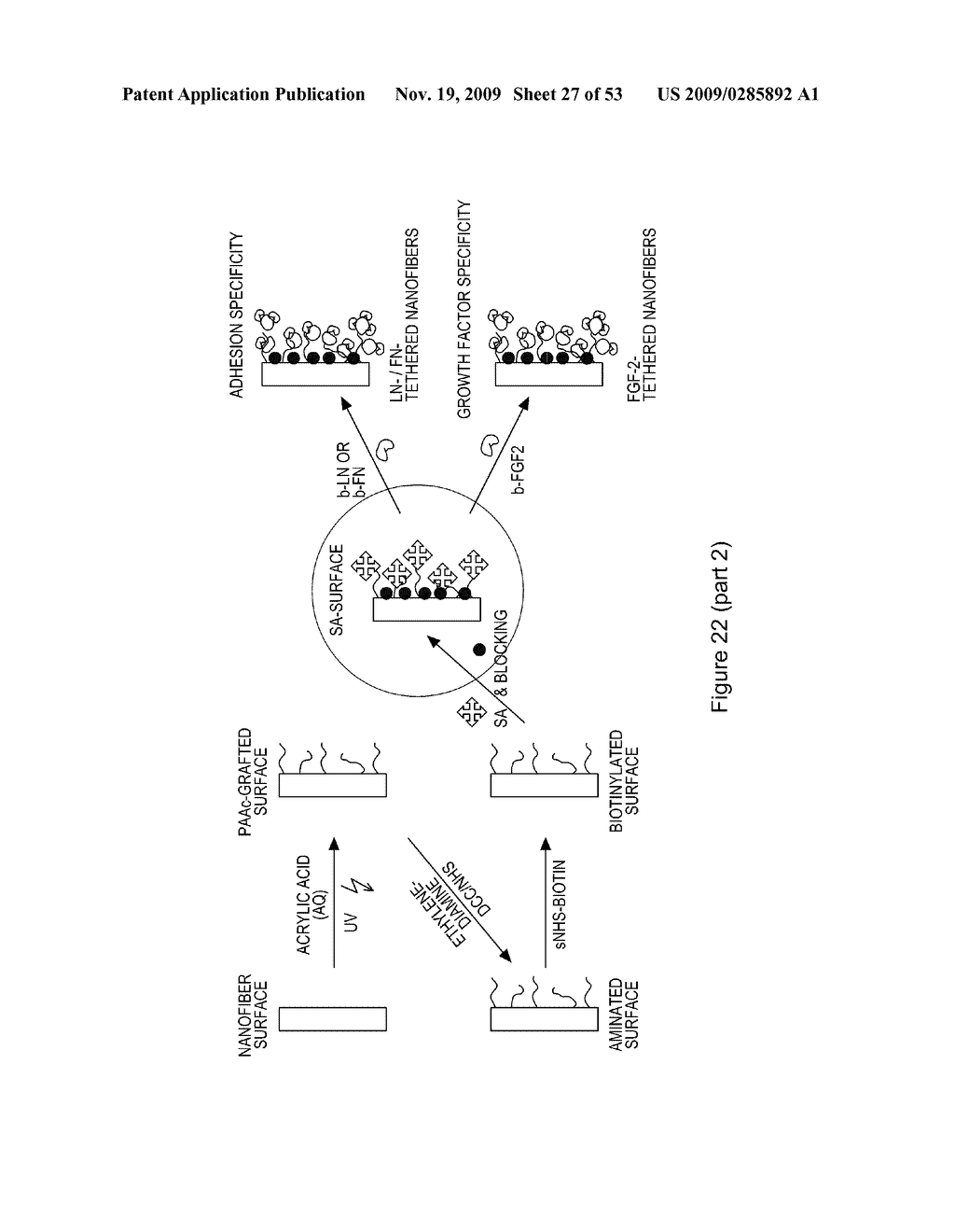 METHODS AND SYSTEMS FOR EXPANDING AC133+ CELLS AND DIRECTING DIFFERENTIATION - diagram, schematic, and image 28