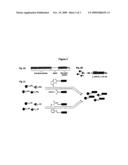 SCREENING METHOD FOR GPCR LIGANDS diagram and image