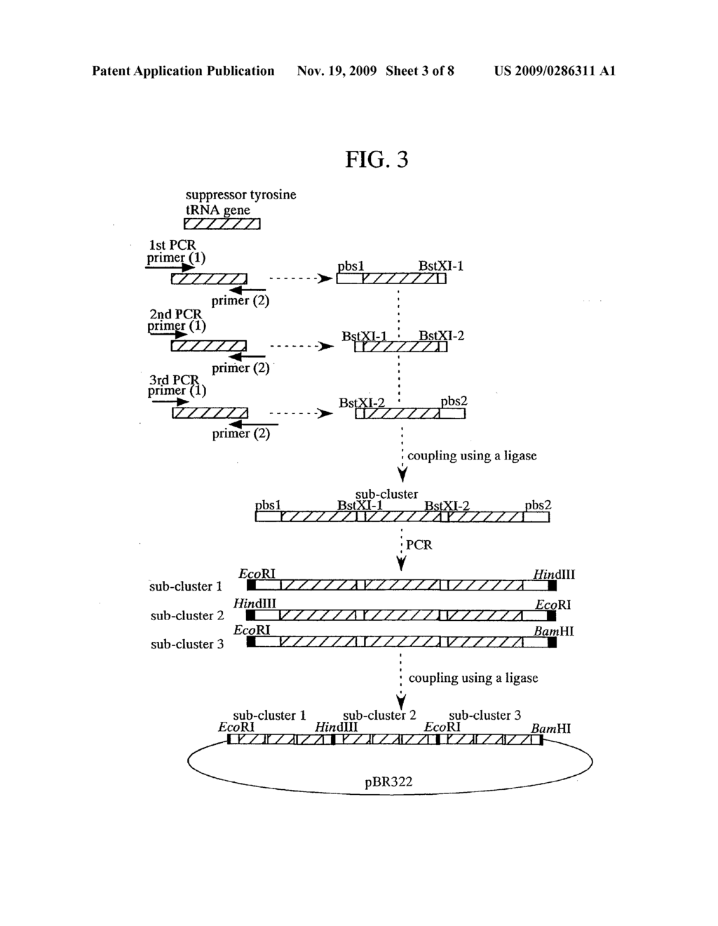 DNA sequences for the expression of alloproteins - diagram, schematic, and image 04