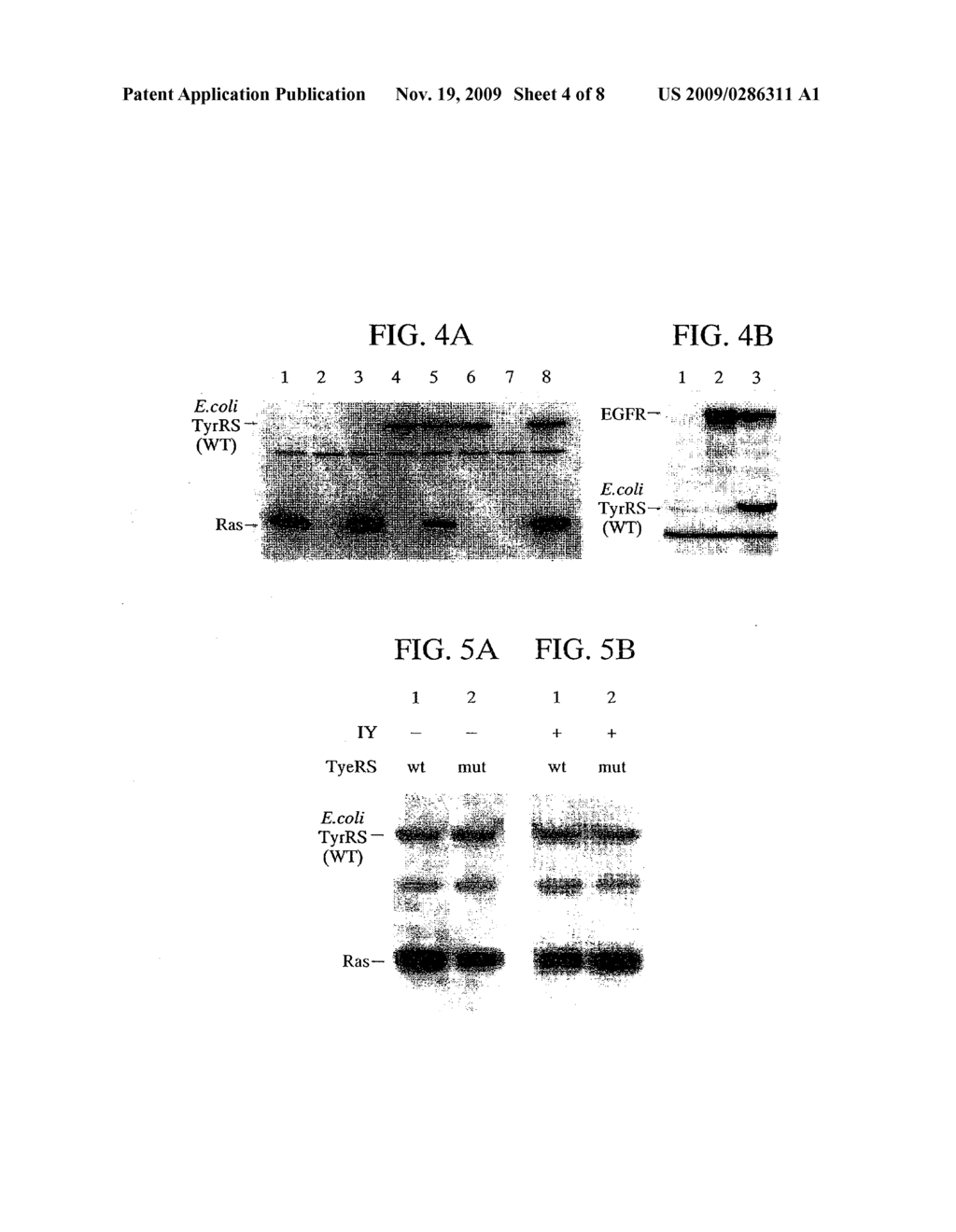 DNA sequences for the expression of alloproteins - diagram, schematic, and image 05