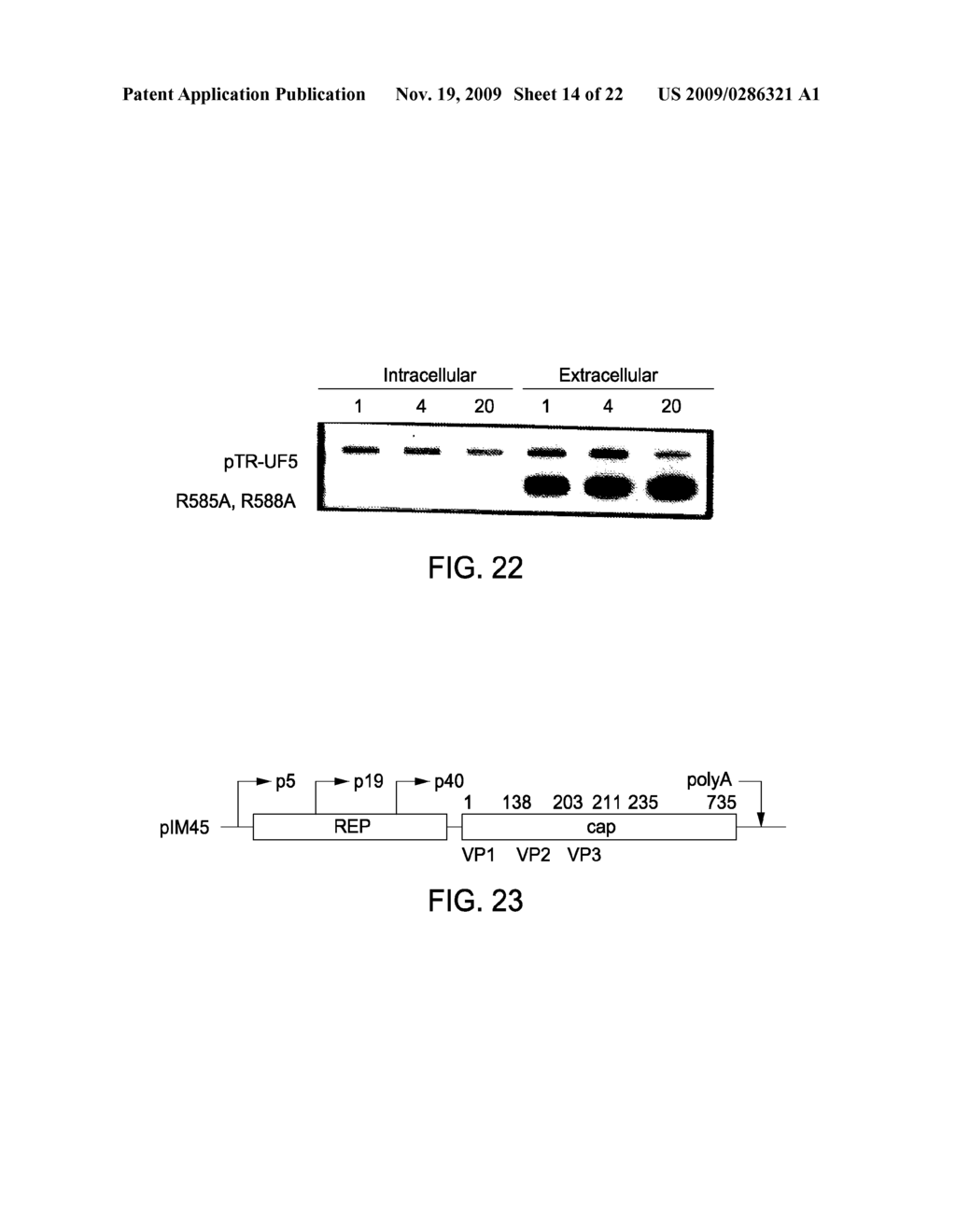 METHODS FOR TARGETING MODIFIED RAAV VECTORS TO MAMMALIAN CELLS - diagram, schematic, and image 15